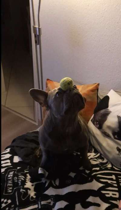 Dogorama Photo Challenge - Fail/Outtakes-Beitrag-Bild