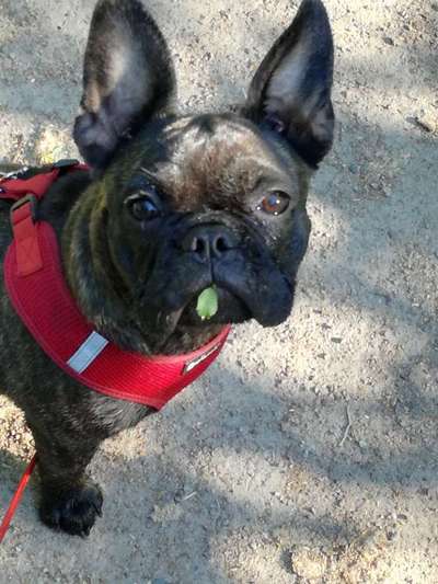 Dogorama Photo Challenge - Fail/Outtakes-Beitrag-Bild