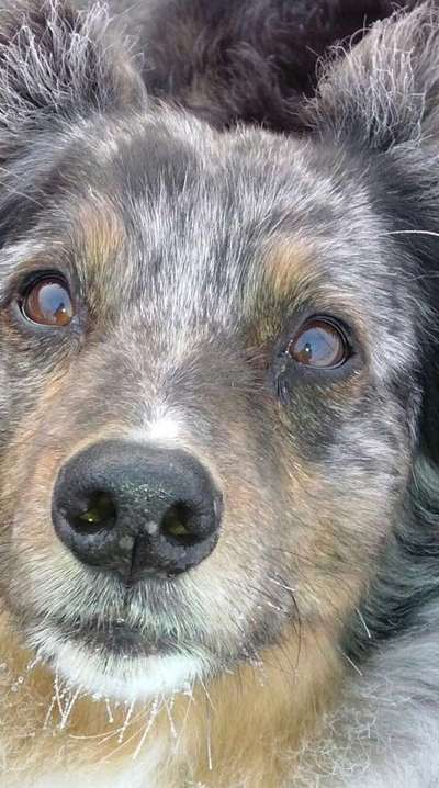 Dogorama Photo Challenge - Fail/Outtakes-Beitrag-Bild