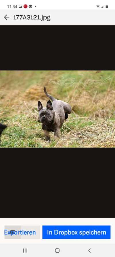 Rückzucht französische Bulldogge-Beitrag-Bild