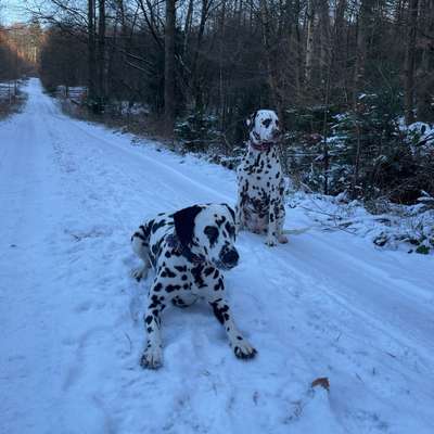 Hundetreffen-Treffen für ein gemeinsamen Spaziergang-Bild