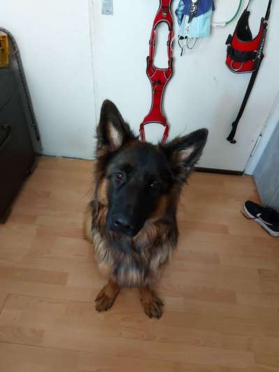 Deutsche Schäferhunde, Belgische Schäferhunde.-Beitrag-Bild