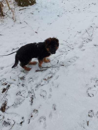 Welpen Bilder !-Beitrag-Bild