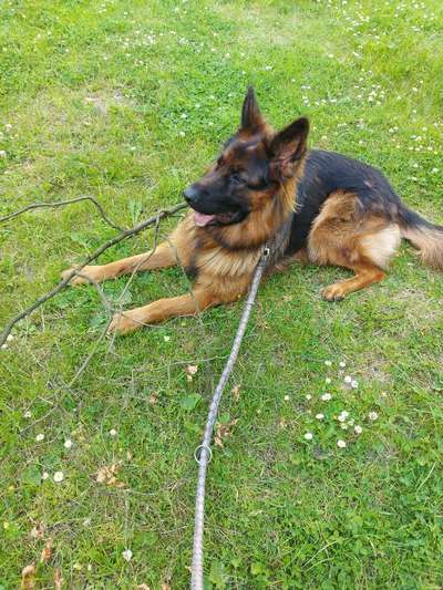 Deutsche Schäferhunde, Belgische Schäferhunde.-Beitrag-Bild