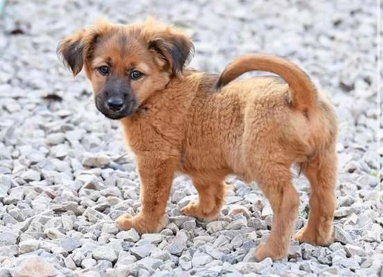 Welpen Bilder !-Beitrag-Bild