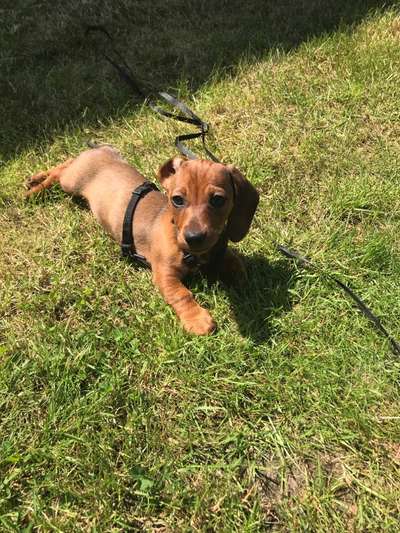 Welpen Bilder !-Beitrag-Bild