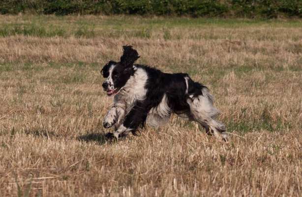 Springer Spaniel-Beitrag-Bild