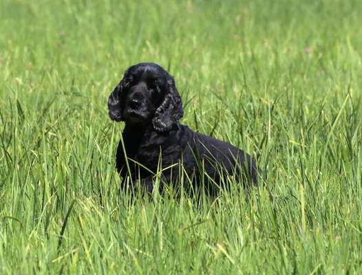 Englisch Cocker Spaniel-Beitrag-Bild