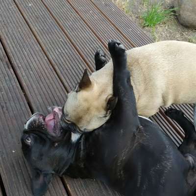 Hundetreffen-Gassirunde oder Spielstunde-Bild