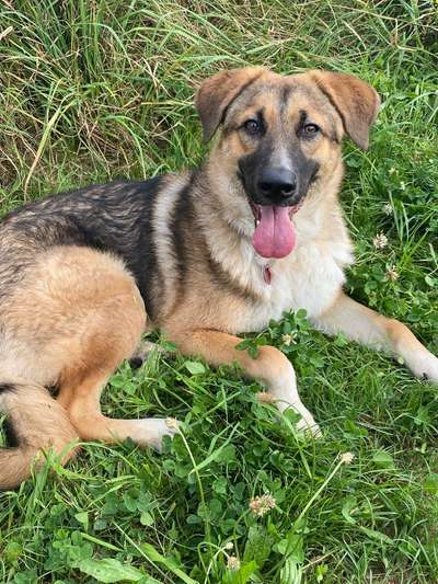 Unsere Fellnasen-Vielfalt im Überblick!-Beitrag-Bild