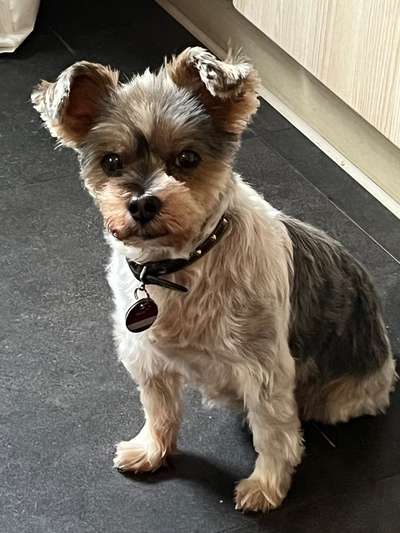 Unsere Fellnasen-Vielfalt im Überblick!-Beitrag-Bild