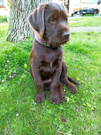 Labradoodle gesucht-Beitrag-Bild