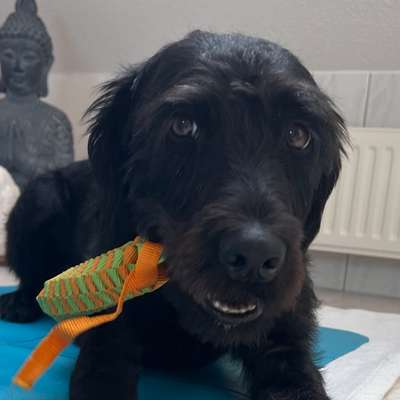 Hundetreffen-Social Walk/Training/Spaß/-Bild