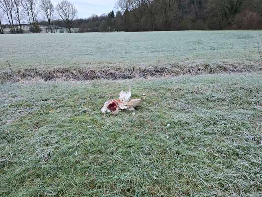 Giftköder-Tote Gans-Bild