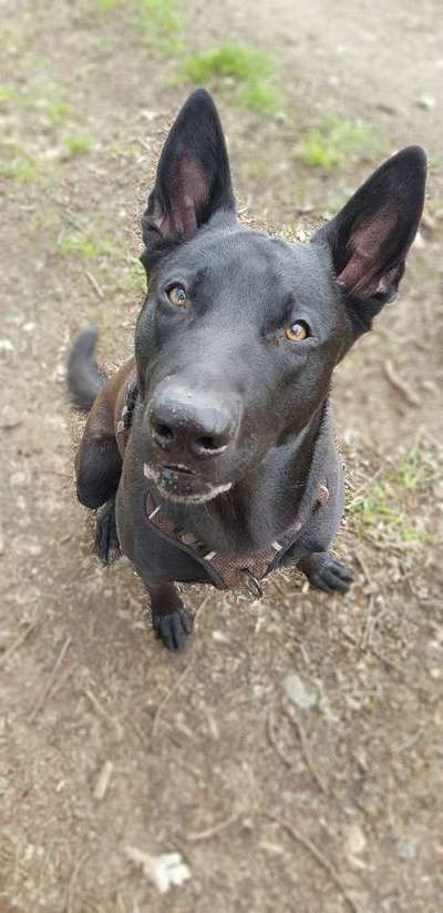 Zeigt mir die tollste Nahaufnahme von eurer Fellnase-Beitrag-Bild