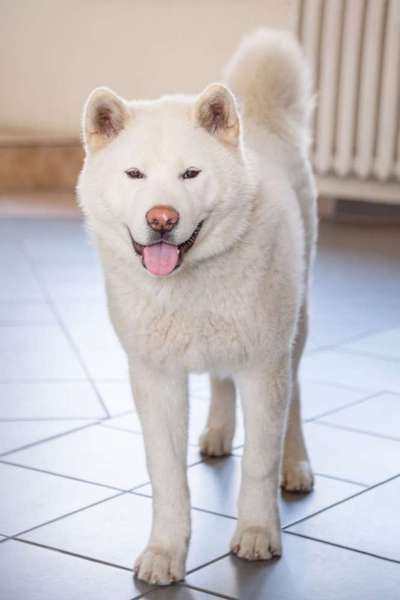 Hundetreffen-Akita Inu Gassirunde und Erfahrungsaustausch-Bild