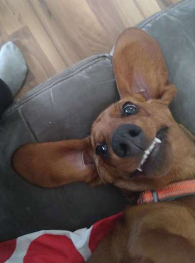 Die Dogorama Wochen Challenge-Beitrag-Bild