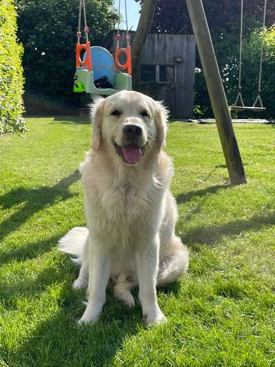 Vom Welpen zum Hund-Beitrag-Bild