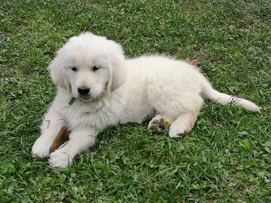 Vom Welpen zum Hund-Beitrag-Bild