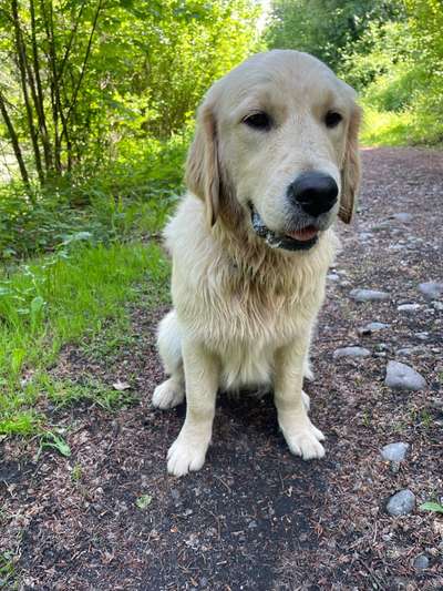 Vom Welpen zum Hund-Beitrag-Bild