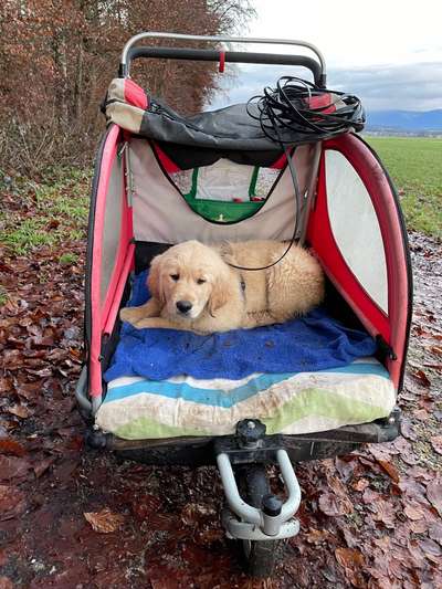 Vom Welpen zum Hund-Beitrag-Bild