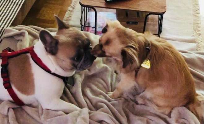 Bester Freund, Hundekumpel - zeigt her!-Beitrag-Bild