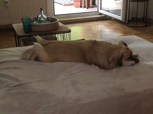 Zeigt mir die lustigsten Schlafpositionen eurer Fellnasen-Beitrag-Bild