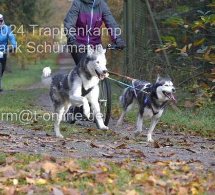 Hundetreffen-Training Zugsport-Bild