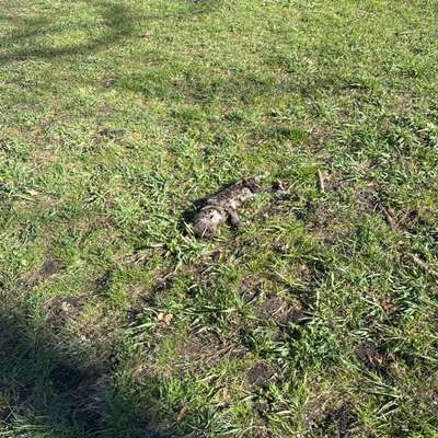 Giftköder-Tote Katze-Bild