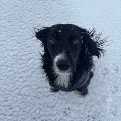 Hundetreffen-Gassi- und Spielfreunde in Stötteritz gesucht :)-Bild