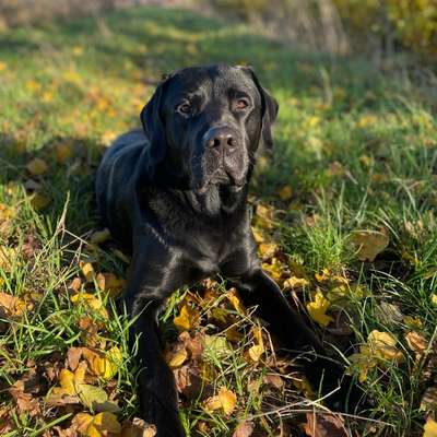 Hundetreffen-Spielrunde