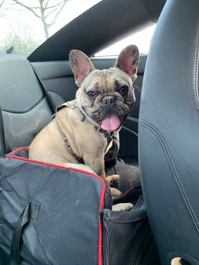 Zeigt her eure Frenchi-Beitrag-Bild