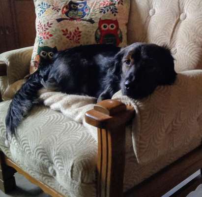 Die Dogorama Wochen Challenge-Beitrag-Bild