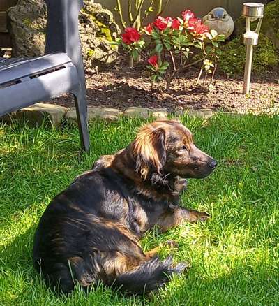 Die Dogorama Monats Challenge "Es grünt und blüht"-Beitrag-Bild