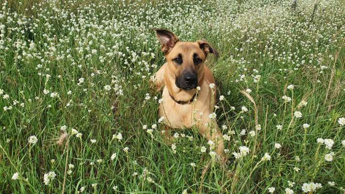 Fotochallange 63: "Dein blühendes Hündchen"-Beitrag-Bild