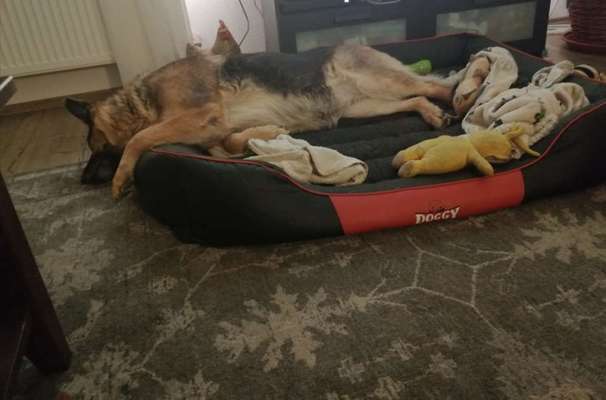 Zeigt mir die lustigsten Schlafpositionen eurer Fellnasen-Beitrag-Bild