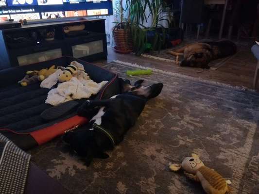 Zeigt mir die lustigsten Schlafpositionen eurer Fellnasen-Beitrag-Bild