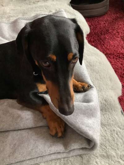 Dogorama Photo Challenge - Einmal lächeln bitte-Beitrag-Bild