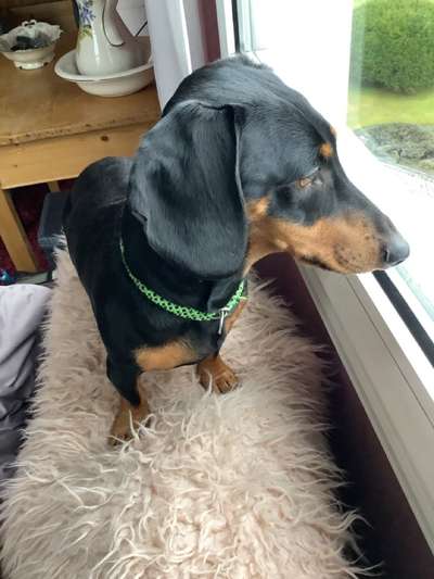 Dogorama Photo Challenge - Einmal lächeln bitte-Beitrag-Bild