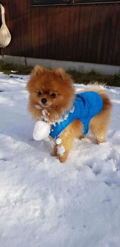 Die Dogorama Kalender Challenge Teil 2/4-Beitrag-Bild