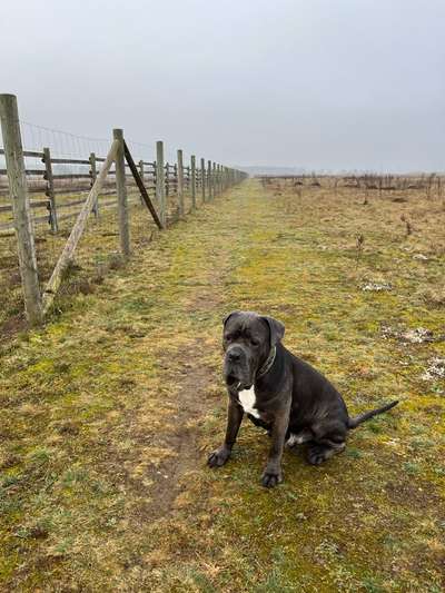 Hundetreffen-Spiel- & Gassirunde-Bild