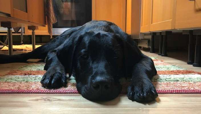 Mischlingshunde Foto Aufruf-Beitrag-Bild