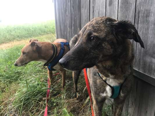 Windhunde - Treffen der besonderen Schönheiten
HERZLICH WILLKOMMEN-Beitrag-Bild