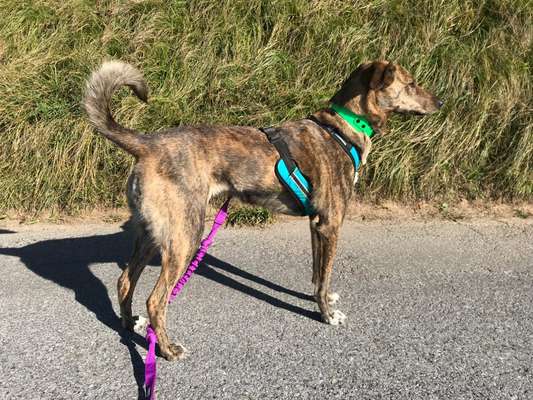 Mischlinge raten - Rätselspaß-Beitrag-Bild