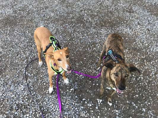 Windhunde - Treffen der besonderen Schönheiten
HERZLICH WILLKOMMEN-Beitrag-Bild