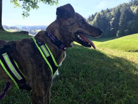 Mischlinge raten - Rätselspaß-Beitrag-Bild