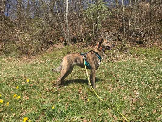 Welchen Hund hast du?-Beitrag-Bild