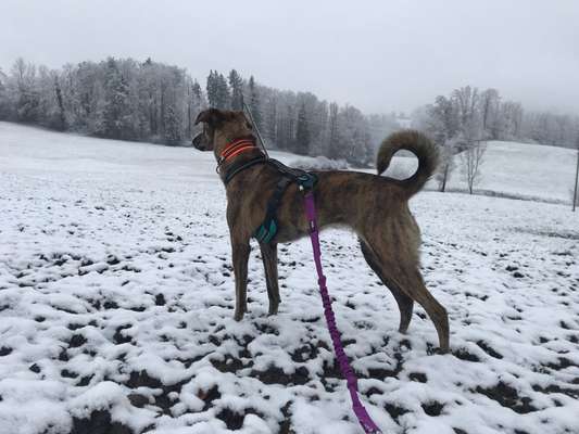 Mischlinge raten - Rätselspaß-Beitrag-Bild