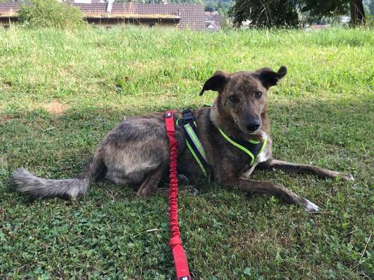 Mischlinge raten - Rätselspaß-Beitrag-Bild