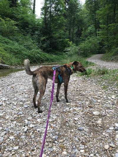 Mischlinge raten - Rätselspaß-Beitrag-Bild